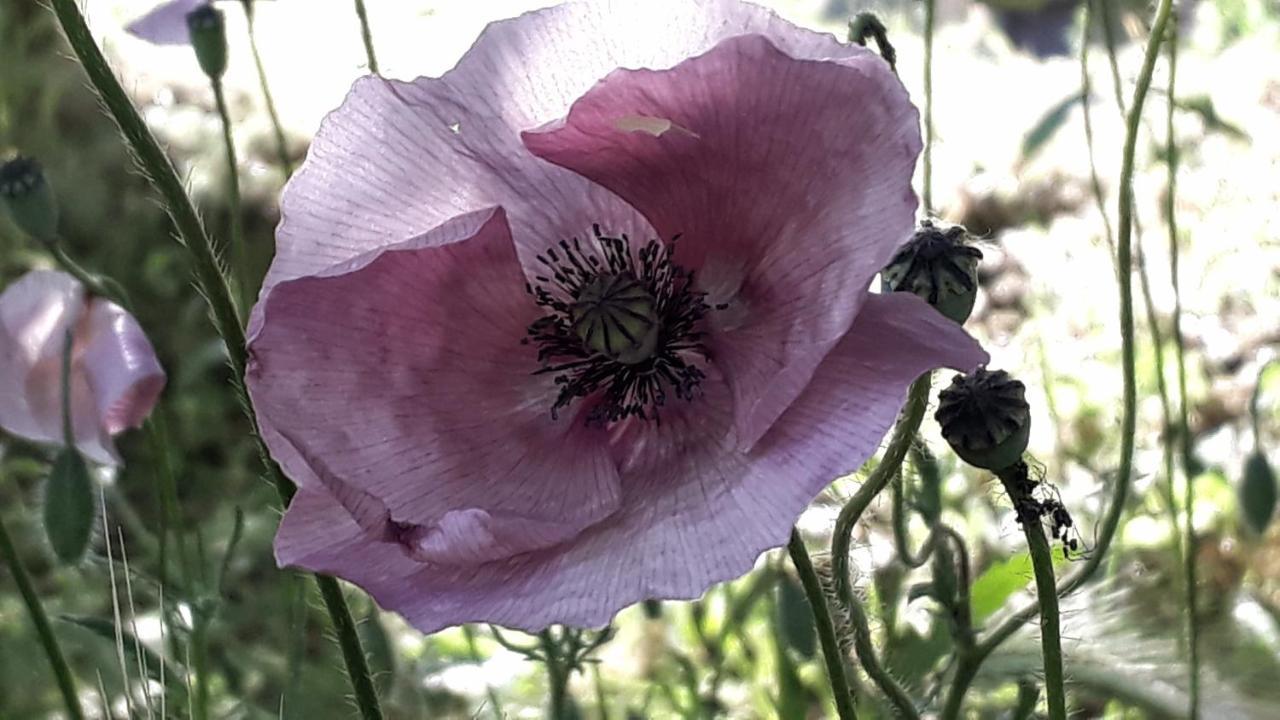 Podere Pievina Delle Corti - Dimora Di Campagna Sinalunga Εξωτερικό φωτογραφία