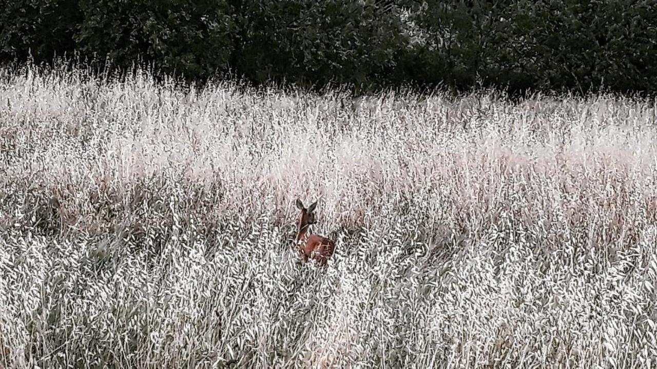 Podere Pievina Delle Corti - Dimora Di Campagna Sinalunga Εξωτερικό φωτογραφία